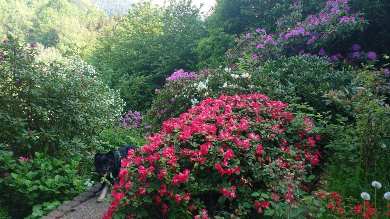 Ferienwohnung Rhododendron - Natur Pur Am Highwalk Rotenburg an der Fulda Buitenkant foto